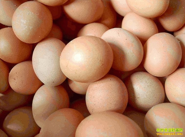 肇東雞蛋價(jià)格最新動(dòng)態(tài)，跟隨自然腳步，重拾內(nèi)心寧?kù)o與平和的探索之旅