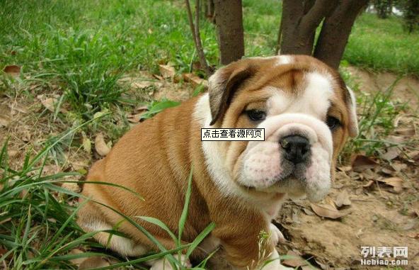 澳門六狗肖,擔(dān)保計(jì)劃執(zhí)行法策略_XMM27.385精致生活版