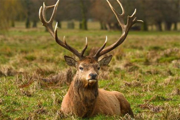 澳門四不像精準(zhǔn)一肖一碼,機(jī)制評估方案_WJF85.745用心版