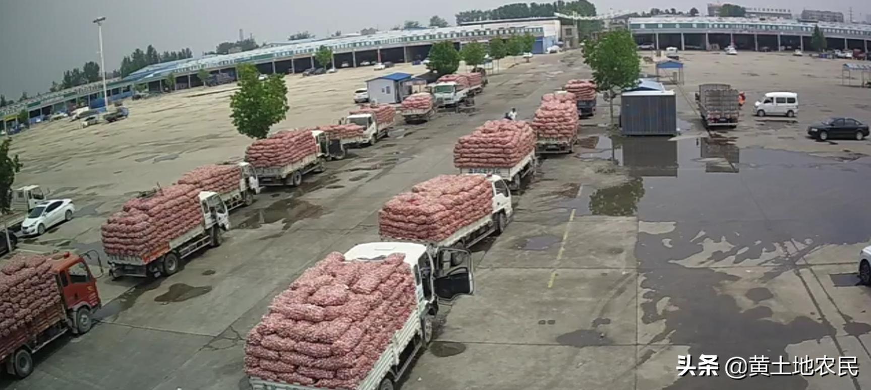 國(guó)際大蒜價(jià)格實(shí)時(shí)更新，最新行情概覽