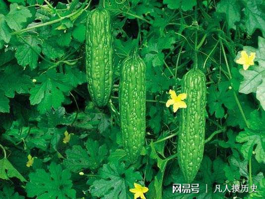 苦瓜最新網(wǎng)站，探索自然美景，尋找內(nèi)心寧靜的輕松之旅