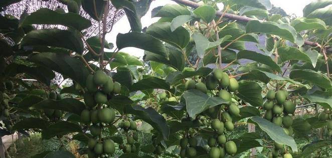 最新型果樹，小巷中的綠色寶藏與獨特風(fēng)味小店的探索