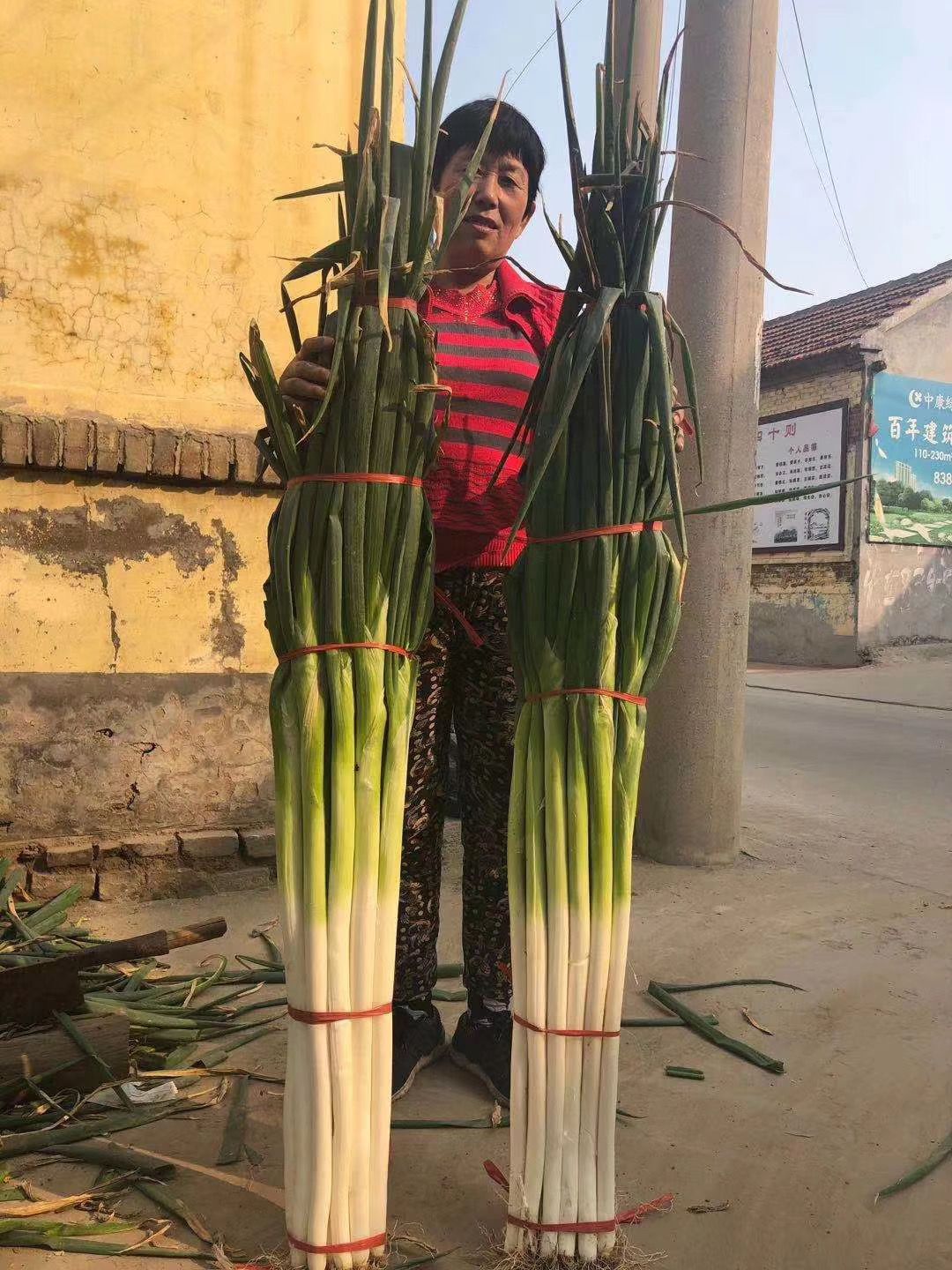 保定大蔥近期價格走勢，機(jī)遇與挑戰(zhàn)中的勵志力量