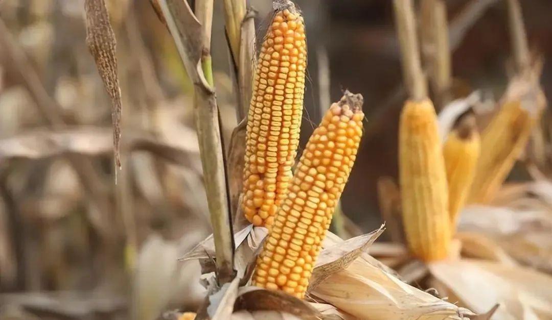 今日山東玉米價(jià)格行情，智能農(nóng)業(yè)引領(lǐng)新紀(jì)元風(fēng)向標(biāo)