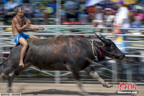 騎水牛比賽，傳統(tǒng)競(jìng)技的魅力與爭(zhēng)議展現(xiàn)