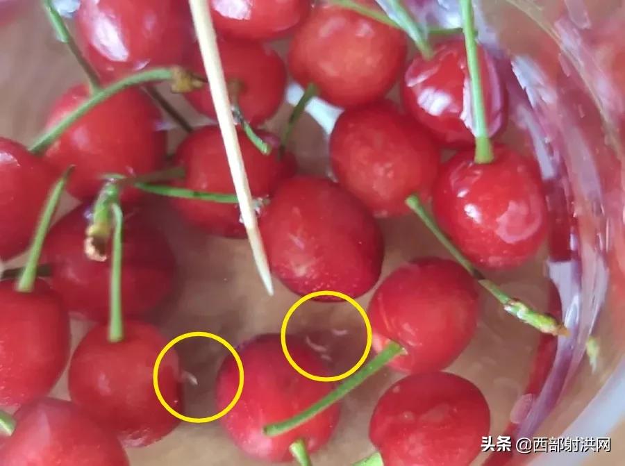 射洪上市公司，小巷深處的獨特風味揭秘