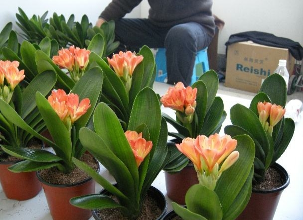 君子蘭價格變化中的自信與成就感，從綠葉到金花之路