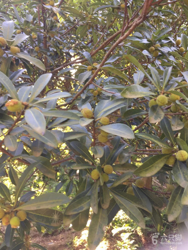 橫河大山搬遷最新動(dòng)態(tài)，力量重塑與未來希望