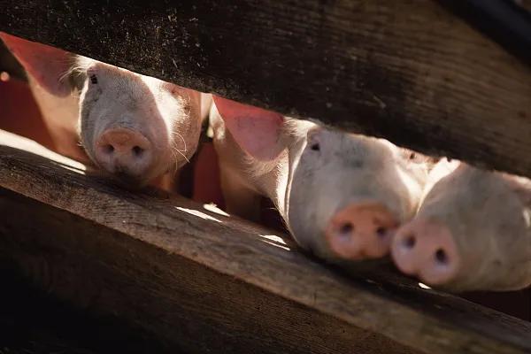 全國生豬市場價格動態(tài)，變化中的機遇與挑戰(zhàn)的旅程