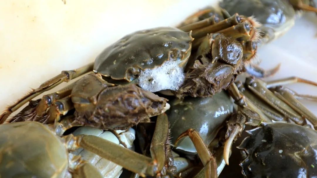 最新蟹類養(yǎng)殖技術(shù),最新蟹類養(yǎng)殖技術(shù)——科技重塑水生世界，開啟蟹類養(yǎng)殖新紀元