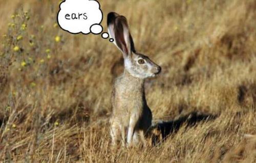 最新夜間捕獵兔子視頻，揭秘夜間捕兔三大要點(diǎn)深度解析