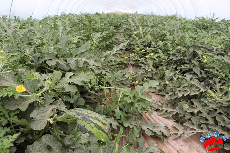 全國(guó)西瓜最新價(jià)格行情，綠色之旅探尋內(nèi)心平靜