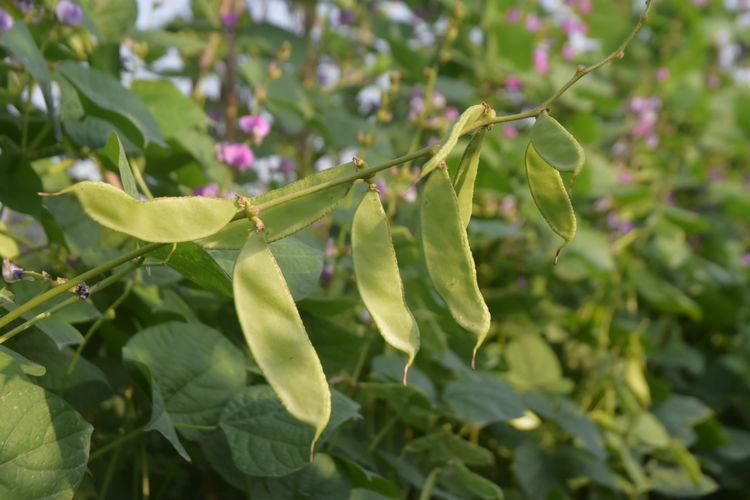 豆子行情，綠色之旅中的內(nèi)心平靜探尋