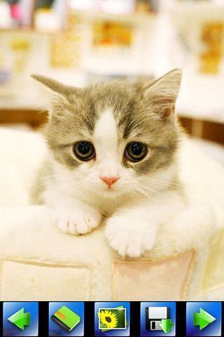 探索特色小店，最新貓咪應用下載，小巷隱藏寶藏的奇妙之旅