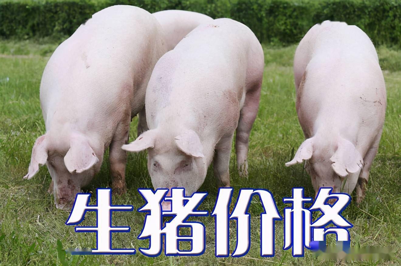濰坊今日生豬價(jià)格探索，一場(chǎng)綠色之旅尋找內(nèi)心平靜