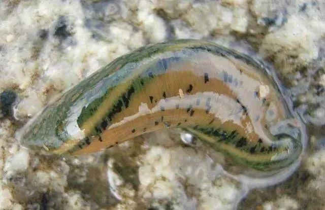 石斑魚孵化技術革新詳解，從入門到精通的孵化指南