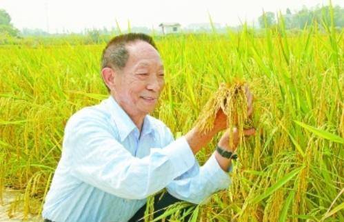 袁隆平最新科研進(jìn)展揭秘，突破性進(jìn)展引人矚目