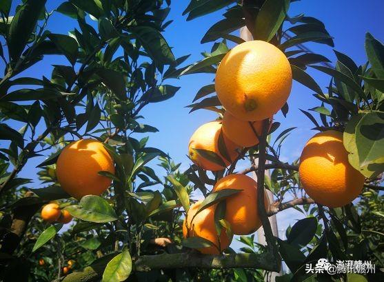 贛州上市公司，閃耀未來，共創(chuàng)繁榮時代！