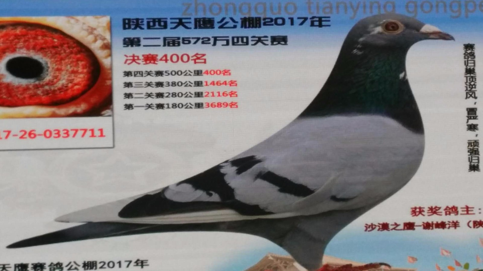 天鷹公棚歷程回顧,最新消息鑄就輝煌篇章