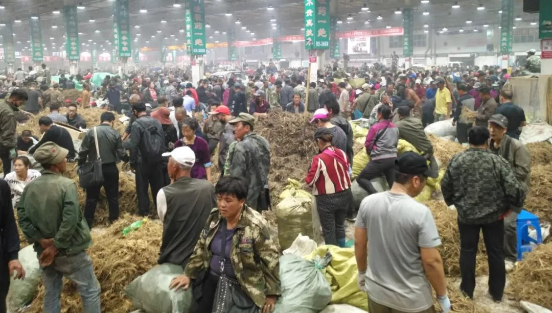 萬良人參市場最新動態(tài)揭秘，日常奇遇與溫情紐帶