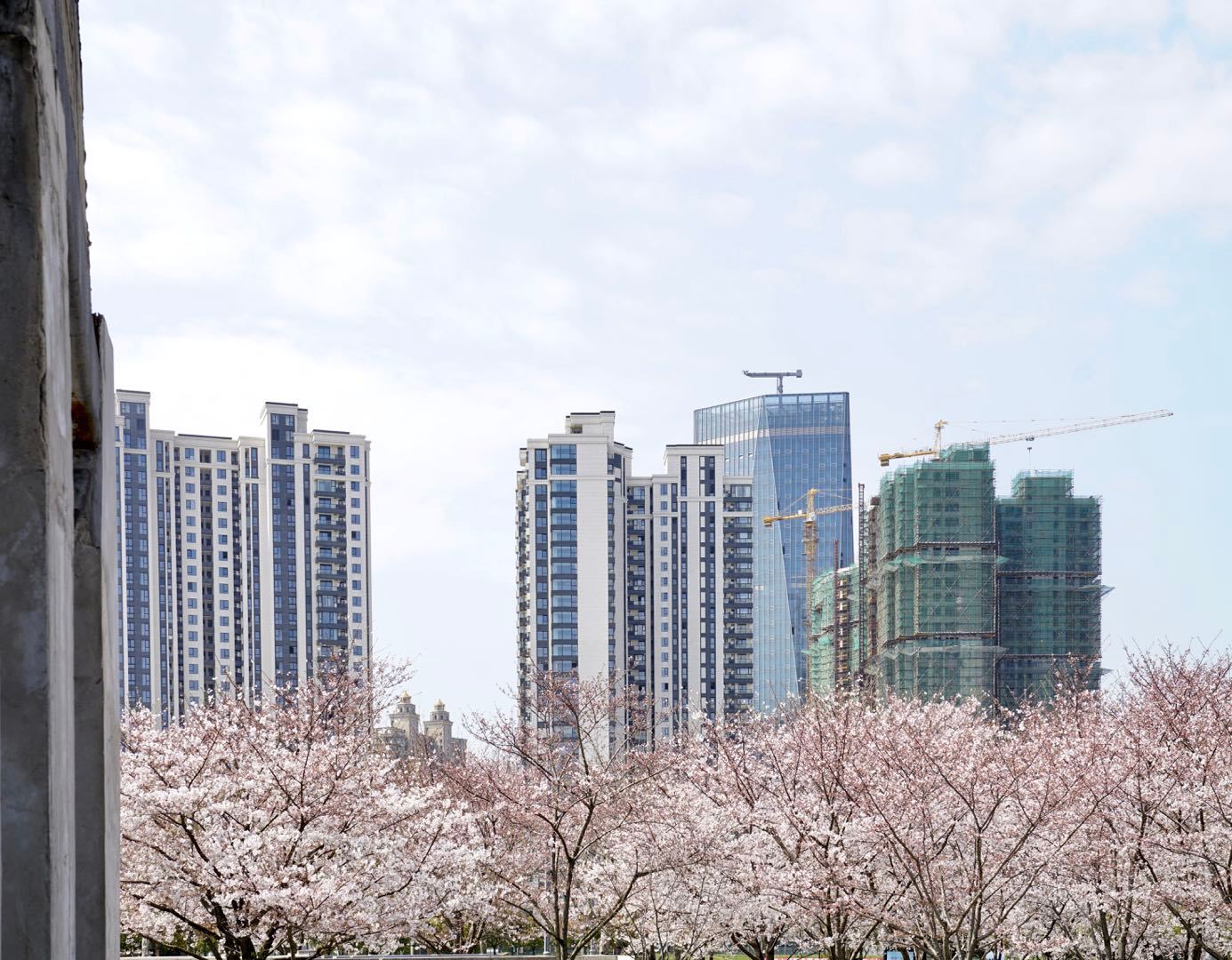 櫻花園置換最新進(jìn)展揭秘，科技重塑生活，煥發(fā)新生希望