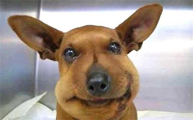 最新毒蜂，逆風翱翔，學習鑄就自信與成就之巔