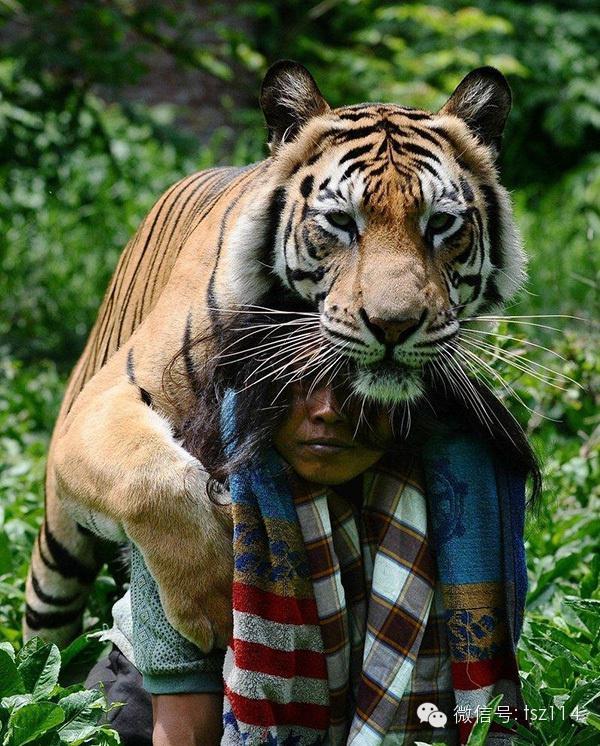 最新人與獸技能學(xué)習(xí)與實(shí)踐步驟指南，從理論到實(shí)操的全面指南