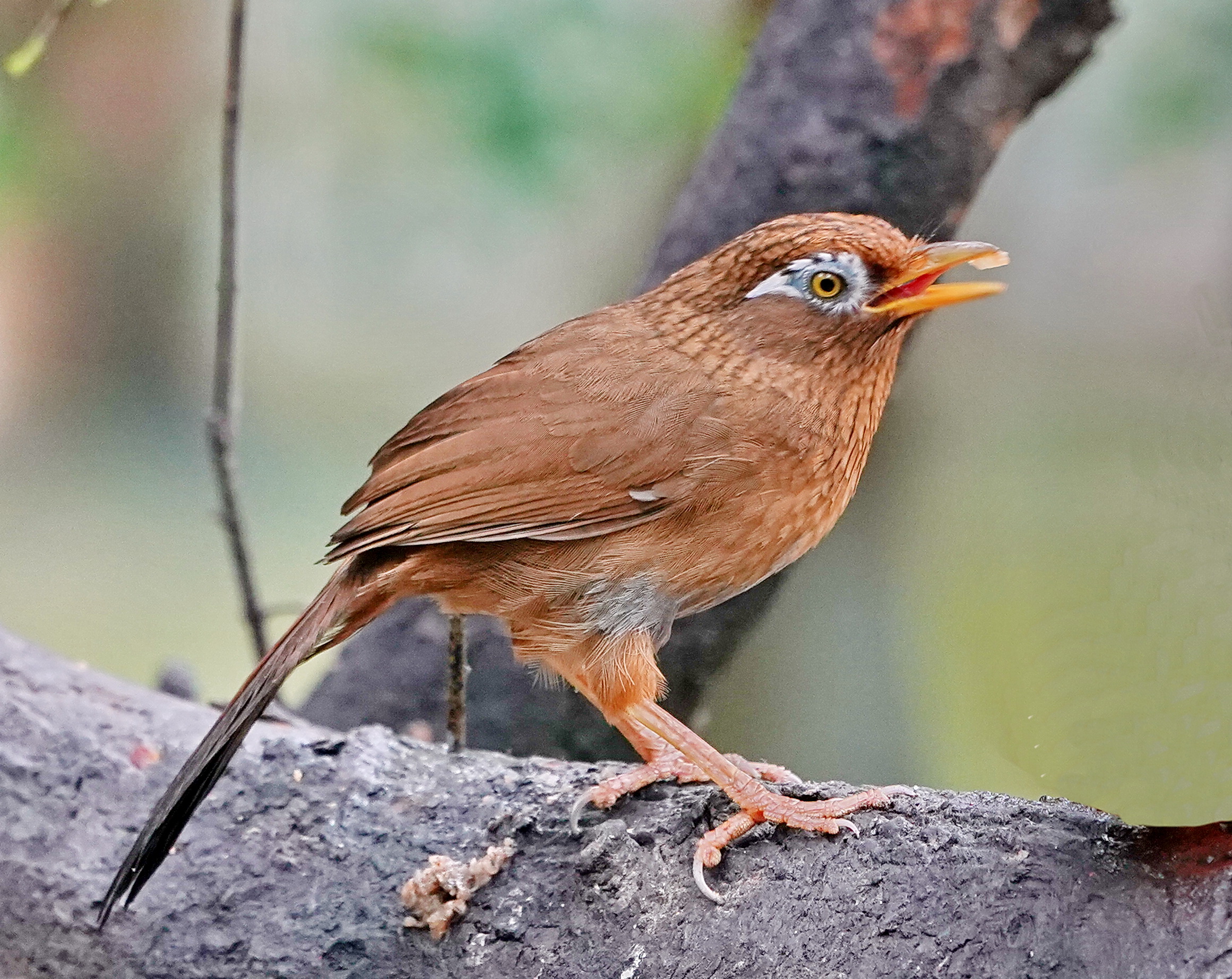 最新畫眉鳥，與自然美景的遨游，探尋內(nèi)心平和的旅程