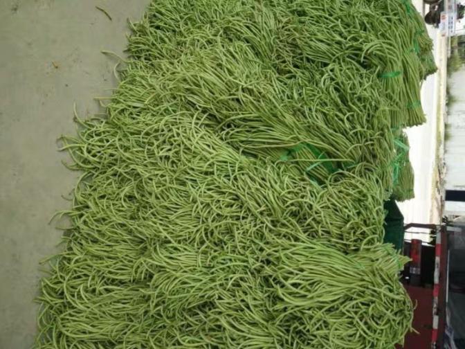 合浦豆角最新價(jià)格指南，獲取與比較豆角價(jià)格的方法及最新價(jià)格更新通知