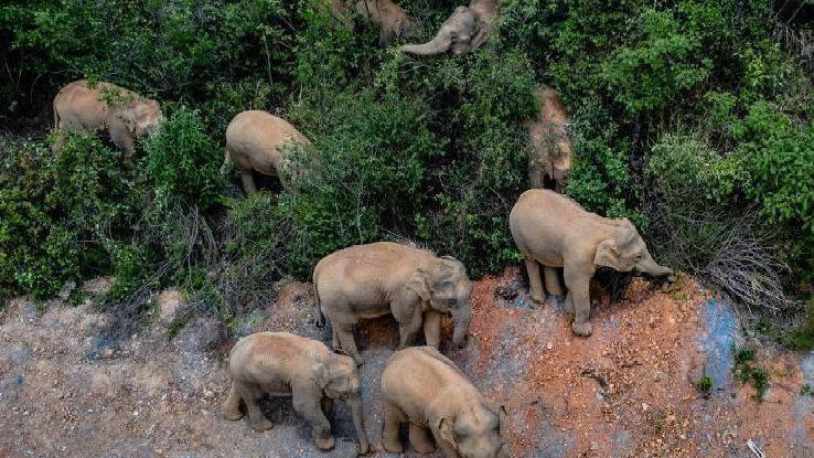象群最新現(xiàn)身地，力量與自信之歌的演繹