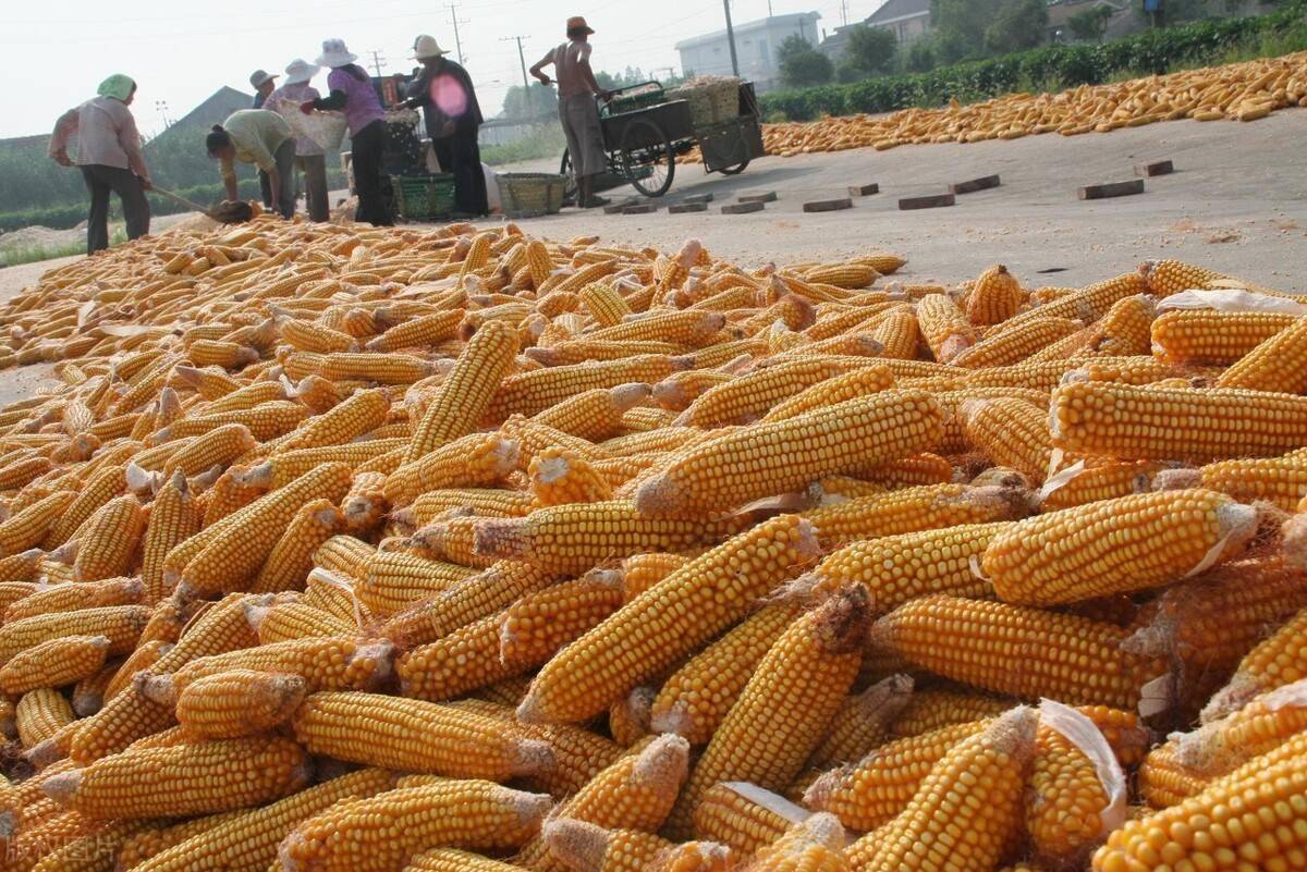 開封玉米最新行情與巷弄深處的玉米香揭秘