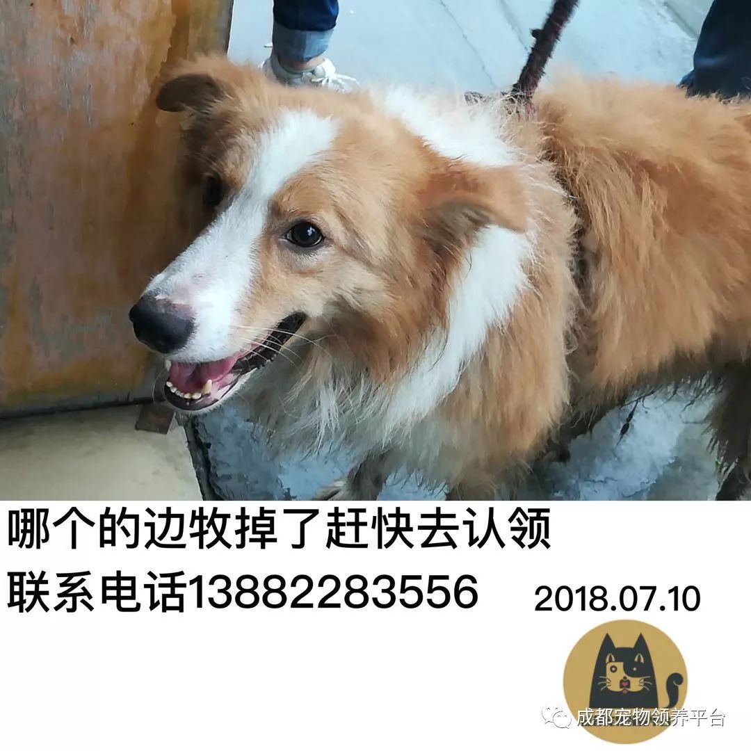 成都最新尋狗記，巷弄深處特色小店中的尋寵之旅