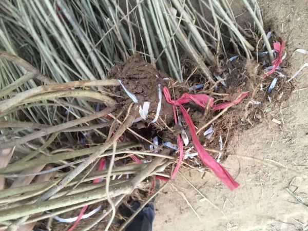 連翅最新價格深度解析，歷史背景、重要事件與地位探討