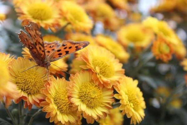 番茄最新作品，用學(xué)習(xí)之鑰，開啟自信與成就的大門