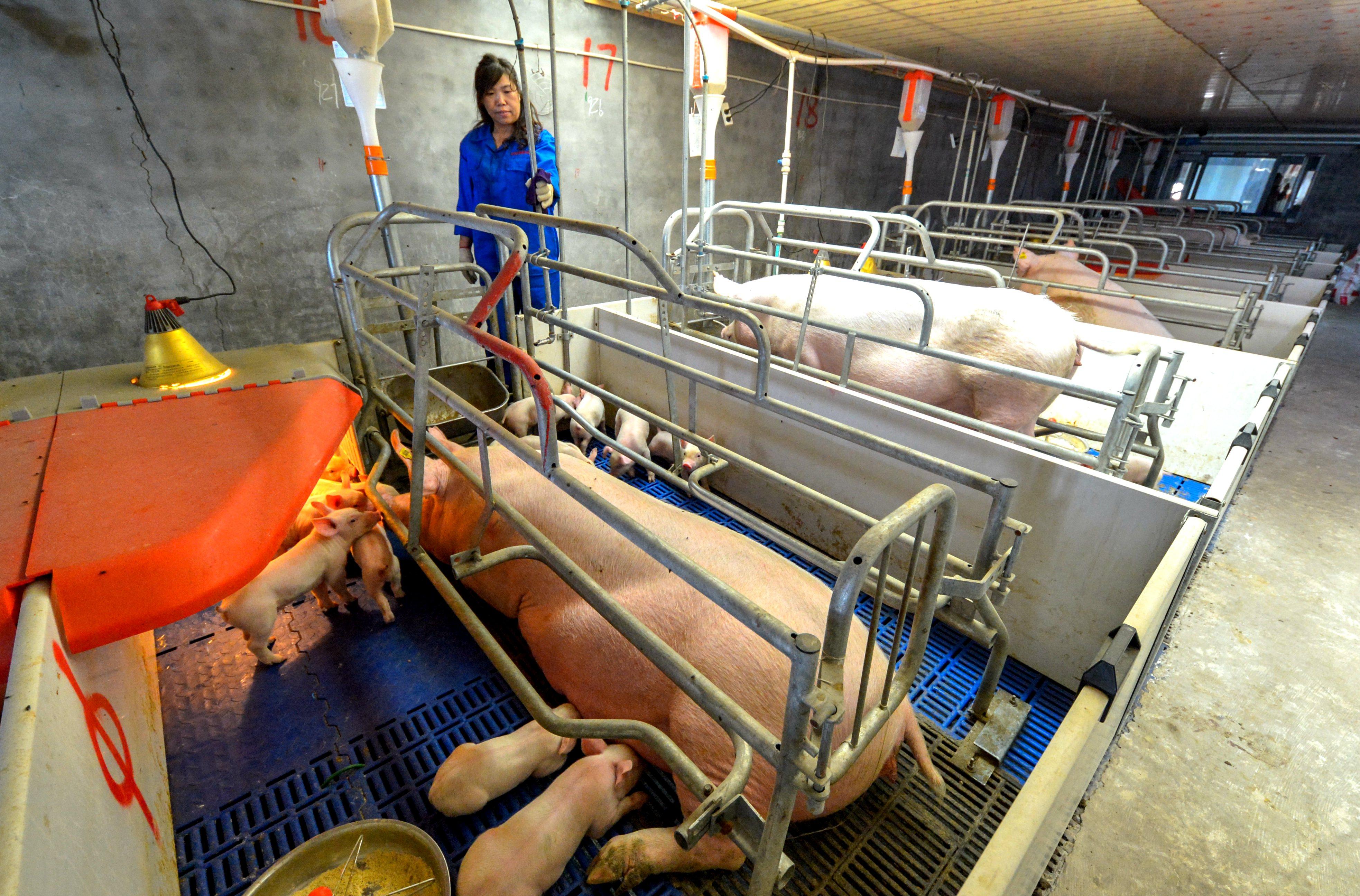 河北仔豬最新價(jià)格揭秘，小巷中的寶藏探索