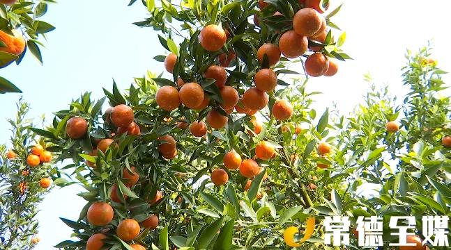 澧縣道路最新規(guī)劃詳解及步驟指南