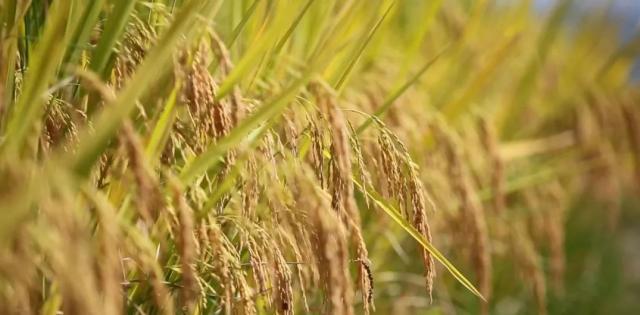 蒼南最新動態(tài)，變化中的力量，學習鑄就自信與成就