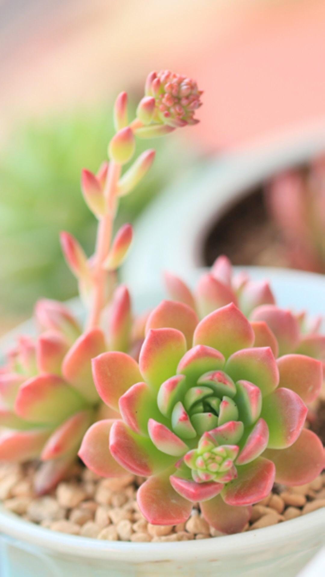 最新多肉植物，獨(dú)特的植物美學(xué)觀點(diǎn)探討