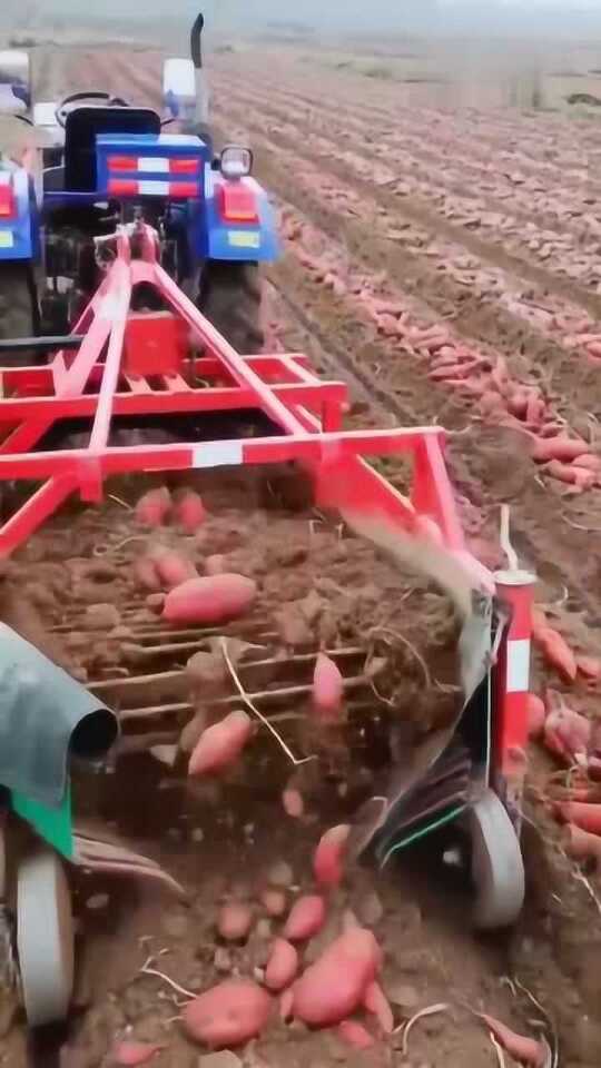 科技革新引領(lǐng)紅薯挖掘新紀(jì)元，最新挖紅薯機(jī)器亮相！