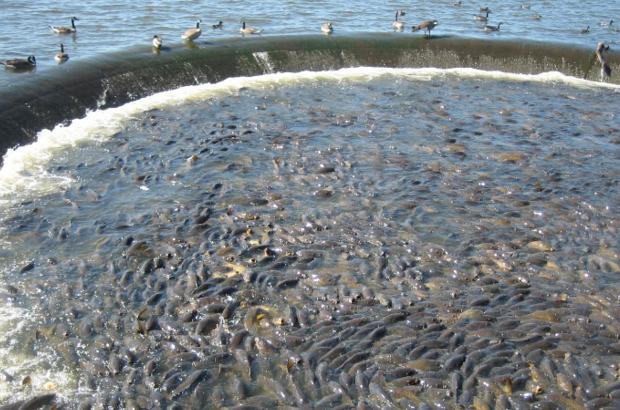 美國鯉魚成災(zāi)背后秘密揭秘，鯉魚泛濫與小巷獨特小店的故事