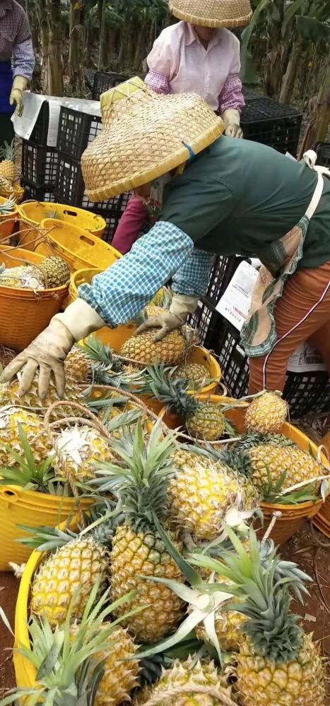 徐聞菠蘿最新價格及市場走勢分析，多方觀點解讀市場動態(tài)