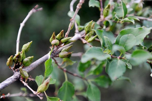 連翹最新價格走勢，機遇中的自信力量與自我成長展望