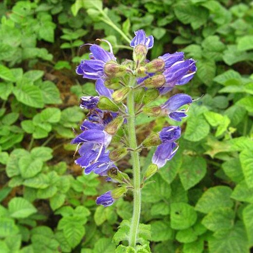 亳州丹參最新價(jià)格，市場走勢及選購指南全解析