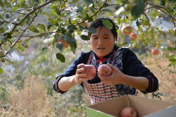 沂源蘋果最新價格，綠色之旅帶來內(nèi)心的平靜