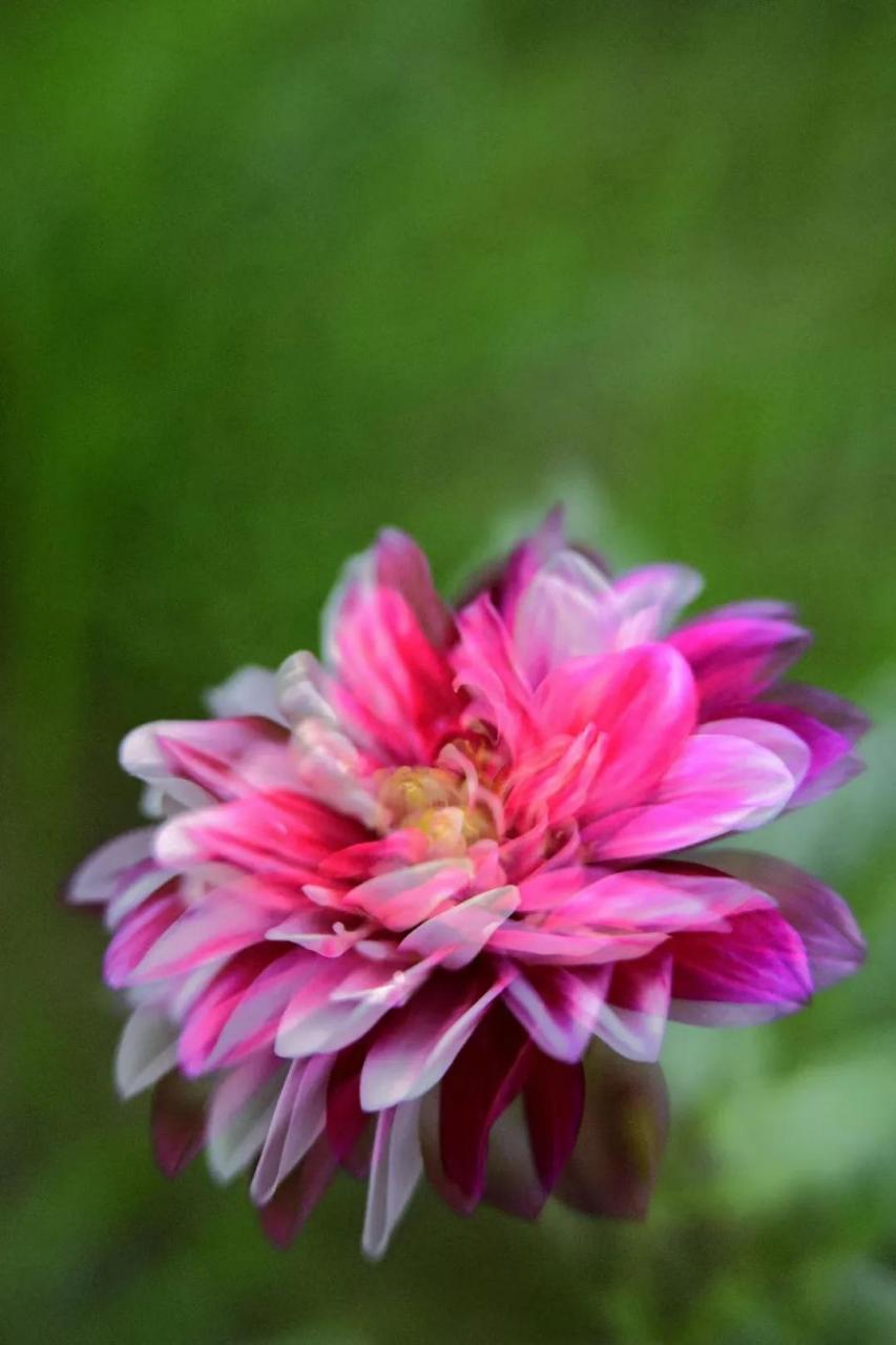 最新花舞，綻放的藝術之美欣賞