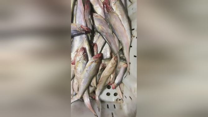 最新魚視頻，海洋生態(tài)與觀賞魚文化的精彩交融