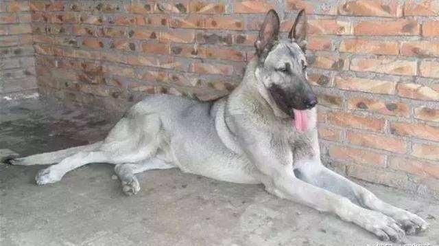 日本最新動(dòng)態(tài)，溫馨日常趣事與最新情報(bào)分享