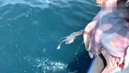 最新魚人流技術(shù)革命，高科技產(chǎn)品重塑未來生活體驗(yàn)