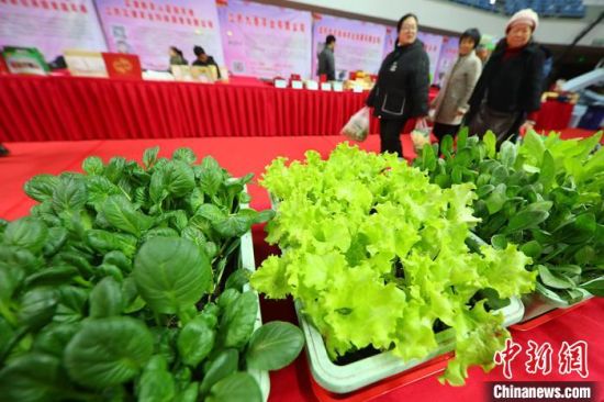 南京最新蔬菜，時(shí)代味道與文化脈絡(luò)的融合