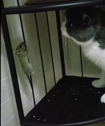 城市隱秘觀察者，灰色老鼠的最新動態(tài)觀察